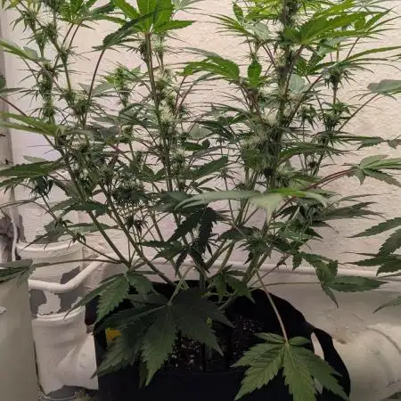 Blueberry Banana Auto - Living Soil
