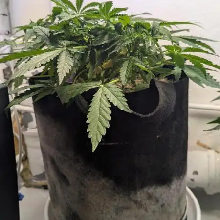 Violet Face Auto