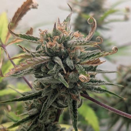 Lemon Pie Auto - Sonnenerde