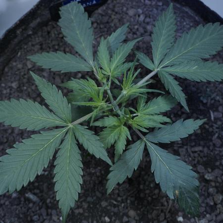 White Banana X Sonnenerde