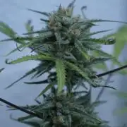 Lemon Pie Auto - Sonnenerde