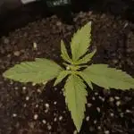 Lemon Pie Auto - Sonnenerde