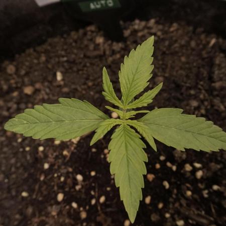 Lemon Pie Auto - Sonnenerde