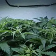 Auto Skywalker Haze x Sonnenerde