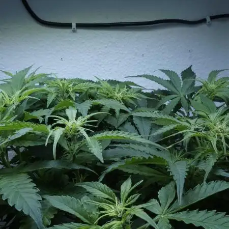 Auto Skywalker Haze x Sonnenerde