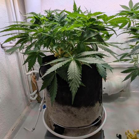 Violet Face Auto