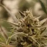 Wedding Cheesecake Auto