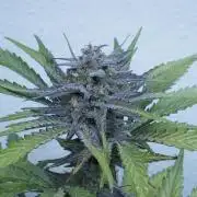 Candy Jungle Auto x Sonnenerde