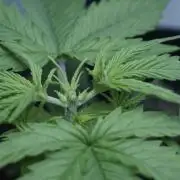 Lemon Pie Auto - Sonnenerde