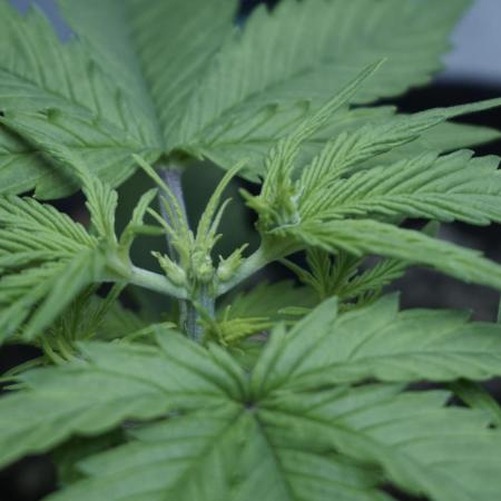 Lemon Pie Auto - Sonnenerde