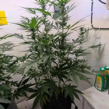 Cheese Auto