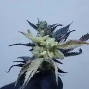 Strawberry Gorilla Auto - Sonnenerde