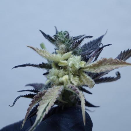 Strawberry Gorilla Auto - Sonnenerde