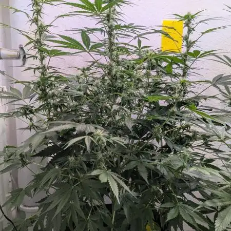 Rainbow Donut Auto