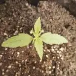 Lemon Pie Auto - Sonnenerde