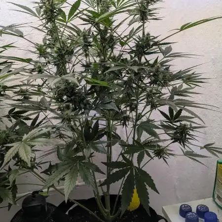 Cheese Auto