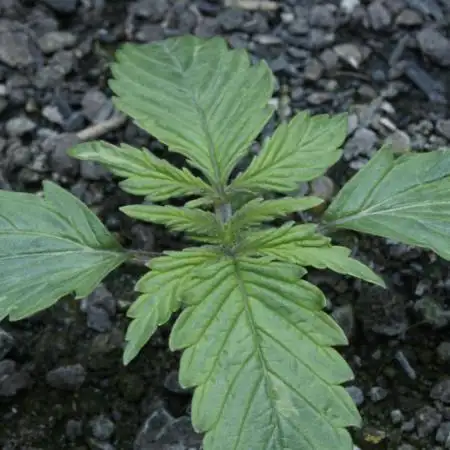 Banana Kush Auto x Sonnenerde
