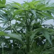 Jack Herer Auto X Sonnenerde