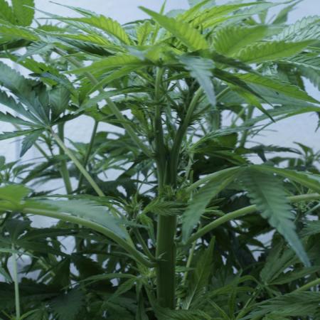 Jack Herer Auto X Sonnenerde