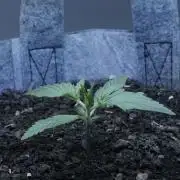Candy Jungle Auto x Sonnenerde