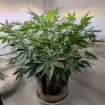 Wedding Cheesecake Auto