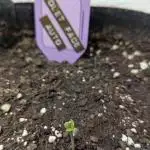 Violet Face Auto