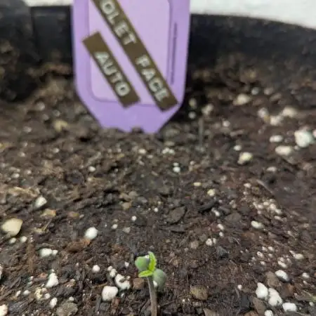 Violet Face Auto
