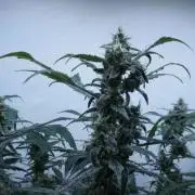 Jack Herer Auto X Sonnenerde