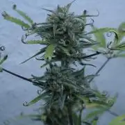 Lemon Pie Auto - Sonnenerde