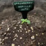 Strawberry Gorilla Auto - Sonnenerde