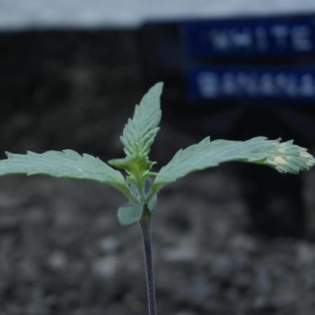 White Banana X Sonnenerde