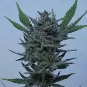 Wedding Cheesecake Auto