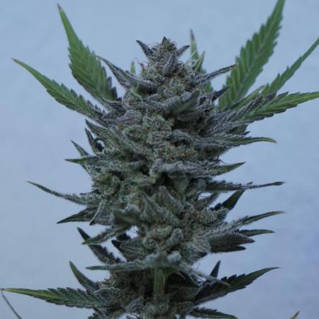 Wedding Cheesecake Auto