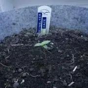 Auto Skywalker Haze x Sonnenerde