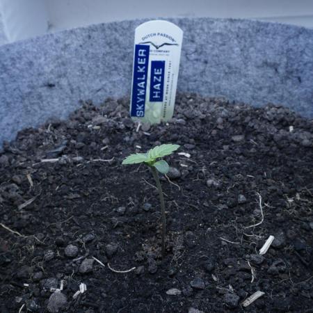 Auto Skywalker Haze x Sonnenerde