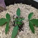 Violet Face Auto