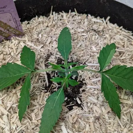 Violet Face Auto