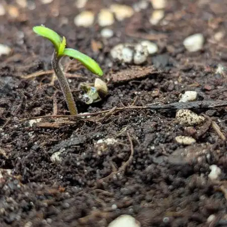 Strawberry Gorilla Auto - Sonnenerde