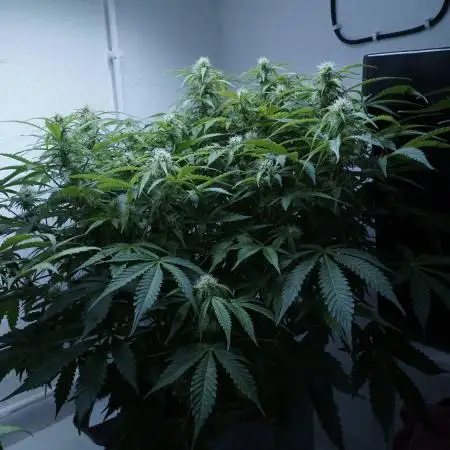 Auto Skywalker Haze x Sonnenerde