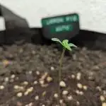 Lemon Pie Auto - Sonnenerde