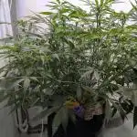 Violet Face Auto