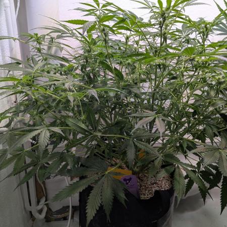 Violet Face Auto