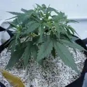 Lemon Pie Auto - Sonnenerde