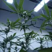 Jack Herer Auto X Sonnenerde