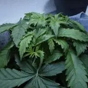 Auto Skywalker Haze x Sonnenerde