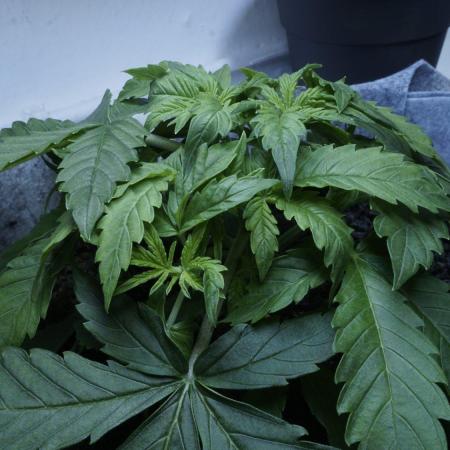 Auto Skywalker Haze x Sonnenerde
