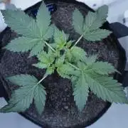 Russian Automatic X Sonnenerde