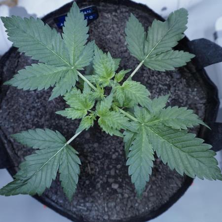 Russian Automatic X Sonnenerde