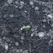 All Gas OG Auto x Sonnenerde