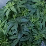 Auto Skywalker Haze x Sonnenerde